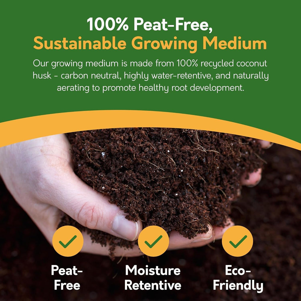 Grow Your Own Bonsai Tree Kit with 5 Seed Varieties - Indoor Growing Set with Sustainable Packaging Display - Gift for Women, Men - Beginner-Friendly
