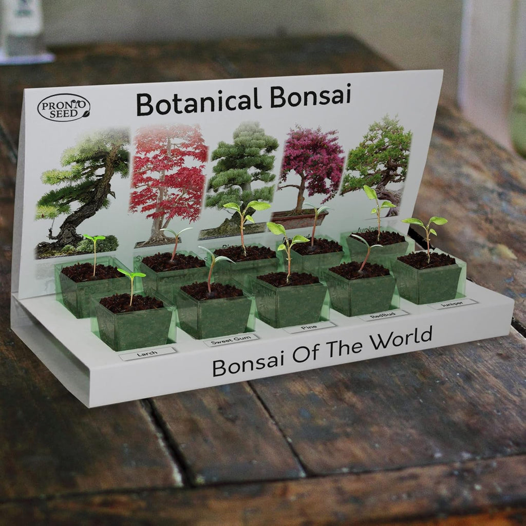 Grow Your Own Bonsai Tree Kit with 5 Seed Varieties - Indoor Growing Set with Sustainable Packaging Display - Gift for Women, Men - Beginner-Friendly
