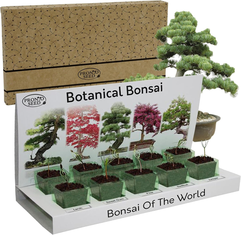 Grow Your Own Bonsai Tree Kit with 5 Seed Varieties - Indoor Growing Set with Sustainable Packaging Display - Gift for Women, Men - Beginner-Friendly